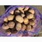 Продам посадочную картошку Мелоди - фото № 2
