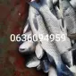 Зарибок білого амура. - фото № 1