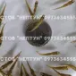 Подрощенная личинка щуки 2-3 см - фото № 1
