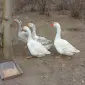 Продаю домашні гуси - фото № 1