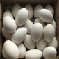 Гусячі яйця інкубаційні - фото № 1