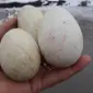 Гусячі яйця в інкубатор - фото № 1
