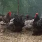 Інкубаційні яйця Кохінхіна! - фото № 1