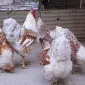 Інкубаційне яйце (курчата). Віандот:біле золото - фото № 1