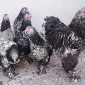 Інкубаційне яйце (курчата). Брама: срібло, лимон - фото № 1