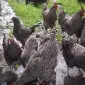 Інкубаційне яйце (курчата).Мехеленська зозуля - фото № 1