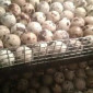 Яйця інкубаційні перепелині. Яйце. Яйце перепела - фото № 1