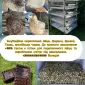 Перепелине інкубаційне яйце 4 порід - фото № 1