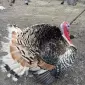 Продам індичі інкубаційні яйця - фото № 1