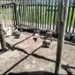 Продам інкубаційне яйце цесарки - фото № 1