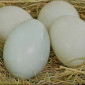 Інкубаційні яйця качині мускусна утка - фото № 1