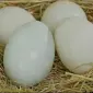 Інкубаційні яйця качині мускусна утка - фото № 1