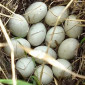 Інкубаційні яйця качок - фото № 1