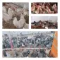 Продам кури несушки! Доставка безкоштовна. - фото № 1