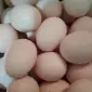 Продаю яйця курячі домашніашні - фото № 1