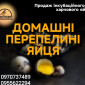 Перепелині Інкубаційні та харчові яйця - фото № 1