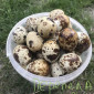 Яйця перепілок столові харчові інкубаційні - фото № 1