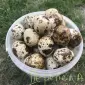 Яйця перепілок столові харчові інкубаційні - фото № 1
