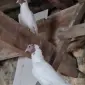 Продам іранську пару червоноголових чубатих голуб - фото № 1