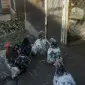 Кури карликовий кохинхин - фото № 1