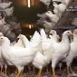 Молоді кури несушки - фото № 1