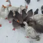 Продам домашніх гусей - фото № 1