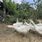 Гуси легард молодые - фото № 1