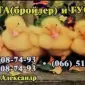 Цыплята, Утята,Гусята - фото № 1