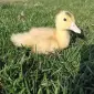 Утята качка Мулард підрощені і добові - фото № 1