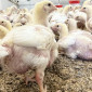 Курчата бройлери - фото № 1