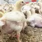 Курчата бройлери - фото № 1
