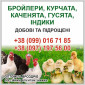 Бройлери ,курчата ,каченята ,густа,індики. - фото № 1