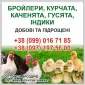 Бройлери ,курчата ,каченята ,густа,індики. - фото № 1