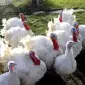 Продам індики бройлери - фото № 1