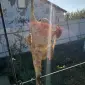 Продам мясо утки домашняя без гмо - фото № 1