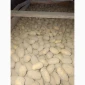 Продам картофель оптом - фото № 6