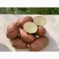 Продам насіннєву картоплю сорт Фотинія (1 репродукція) - фото № 1