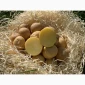Продам насіннєву картоплю сорт Скарбниця (1 репродукція) - фото № 1