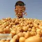Продам оптом від виробника насіння картоплі Арізона. - фото № 1