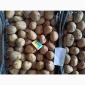 Продам оптом від виробника насіння картоплі Арізона. Умань - фото № 3