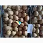 Продам оптом від виробника насіння картоплі Арізона. - фото № 3