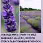 Саджанці лаванди - фото № 1