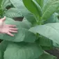 Продам семена табака ДЮБЕК - фото № 1