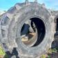 Б/у шина 800/70R38 Michelin (пара) для комбайна або трактора - фото № 8