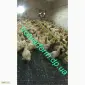 Полы для птицеферм - фото № 2