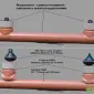 Самосплавная система удаления навоза в современных свинокомплексах - фото № 1