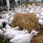 Стійлове обладнання для утримання кіз та овець - фото № 10