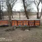 Бджолопакети карніка та карпатка - фото № 1