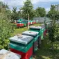 Пчелопакеты карника ф1 матки 2025 - фото № 1
