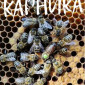 Плодные меченые матки породы Карника Пешец - фото № 1